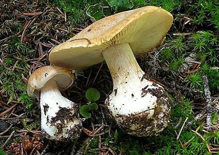 Falbblättriger Klumpfuß, Foto 3