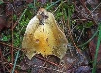 Falbblättriger Klumpfuß, Foto 12