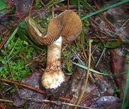 Falbblättriger Klumpfuß, Foto 13