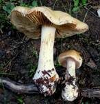 Falbblättriger Klumpfuß, Foto 7