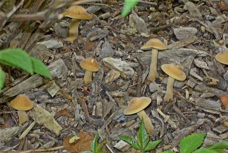 Falber Ackerling, Foto 3