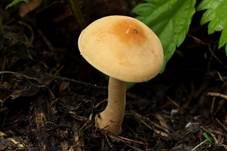 Falber Ackerling, Foto 12