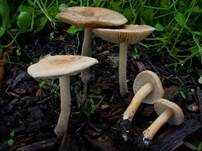 Falber Ackerling, Foto 5