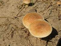 Falber Ackerling, Foto 8