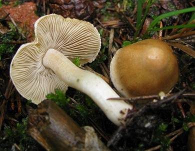Falber Risspilz, Foto 2