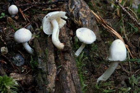 Falber Risspilz, Foto 3
