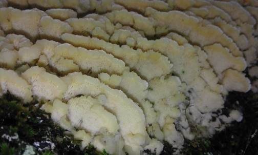 Falber-Steifporling, Foto 4