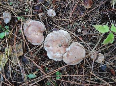Fälblings-Rötelritterling, Foto 4