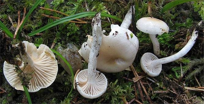 Fälblingsschneckling, Foto 2