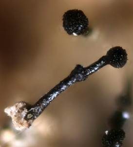 Falsche Stecknadelflechte, Foto 4