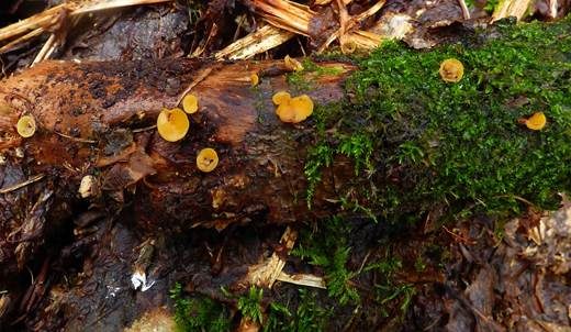 Ast-Stromastielbecherling, Foto 3