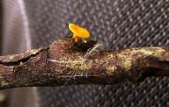 Ast-Stromastielbecherling, Foto 5