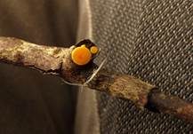 Ast-Stromastielbecherling, Foto 6
