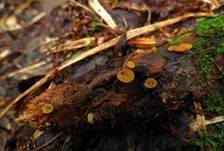 Ast-Stromastielbecherling, Foto 9
