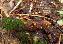 Ast-Stromastielbecherling, Foto 10