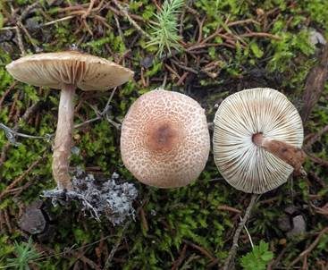 Falsche Wollstiel-Schirmling, Foto 2