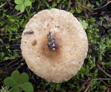Falsche Wollstiel-Schirmling, Foto 4