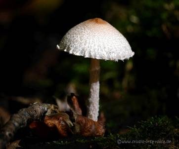 Falsche Wollstiel-Schirmling, Foto 5