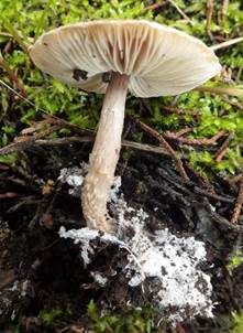 Falsche Wollstiel-Schirmling, Foto 6