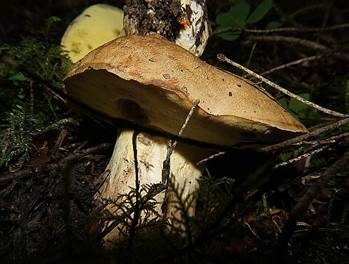 Falscher Anhängselröhrling, Foto 3