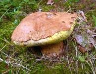 Falscher Anhängselröhrling, Foto 22