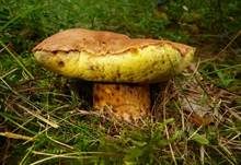 Falscher Anhängselröhrling, Foto 25