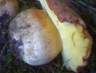 Falscher Anhängselröhrling, Foto 30