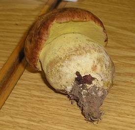 Falscher Anhängselröhrling, Foto 5