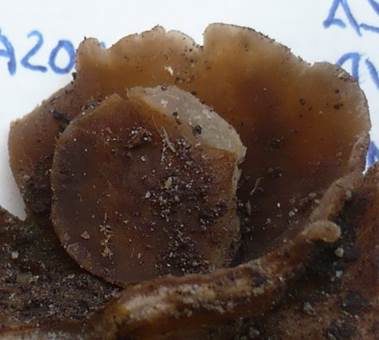 Falscher Blasen-Becherling, Foto 3
