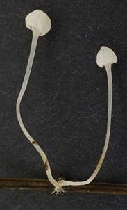 Falscher Nadel-Scheinhelmling, Foto 4