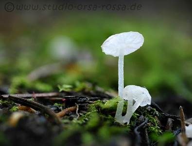 Falscher Nadel-Scheinhelmling, Foto 5