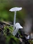 Falscher Nadel-Scheinhelmling, Foto 7