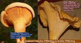 Falscher Pfifferling, Foto 13