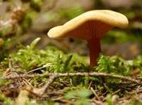 Falscher Pfifferling, Foto 19