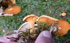 Falscher Pfifferling, Foto 26