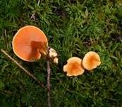 Falscher Pfifferling, Foto 32