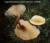 Falscher Pfifferling, Foto 38