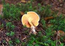 Falscher Pfifferling, Foto 42