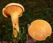 Falscher Pfifferling, Foto 45