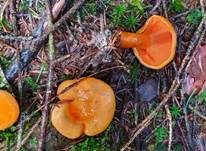 Falscher Pfifferling, Foto 47