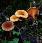 Falscher Pfifferling, Foto 49