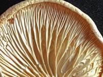Falscher Pfifferling, Foto 50