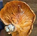 Falscher Pfifferling, Foto 52
