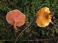 Falscher Pfifferling, Foto 9