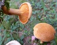 Falscher Pfifferling, Foto 10