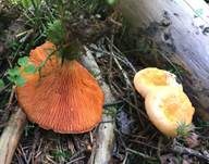 Falscher Pfifferling, Foto 11