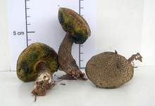 Falscher Rotfußröhrling, Foto 15