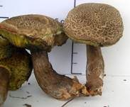 Falscher Rotfußröhrling, Foto 16