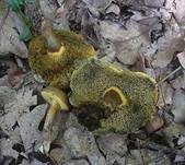 Falscher Rotfußröhrling, Foto 22
