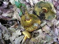 Falscher Rotfußröhrling, Foto 6